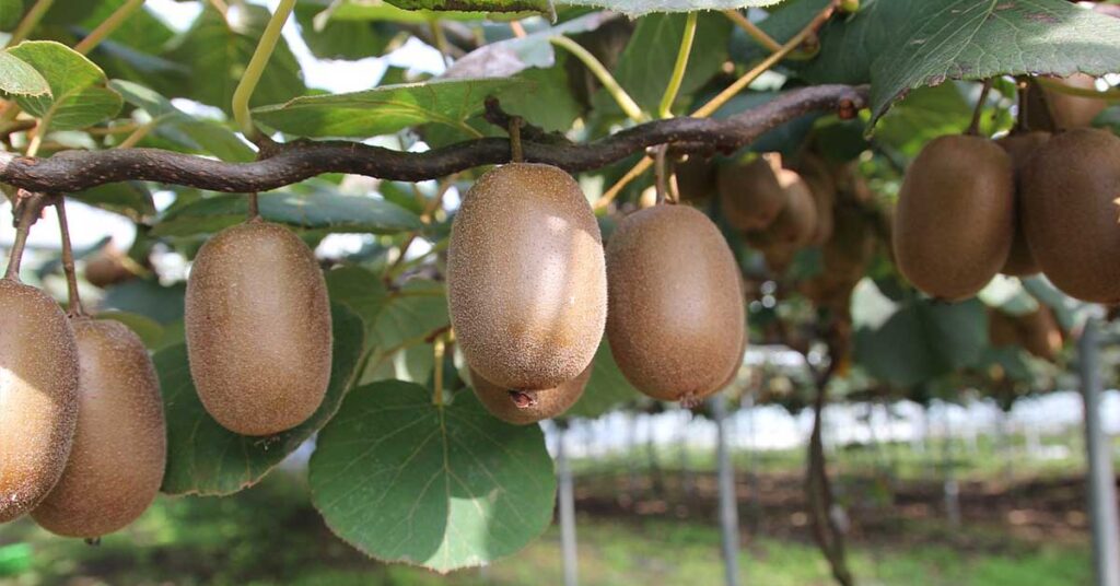Amazing Facts Benefits of Kiwi Fruit in Hindi