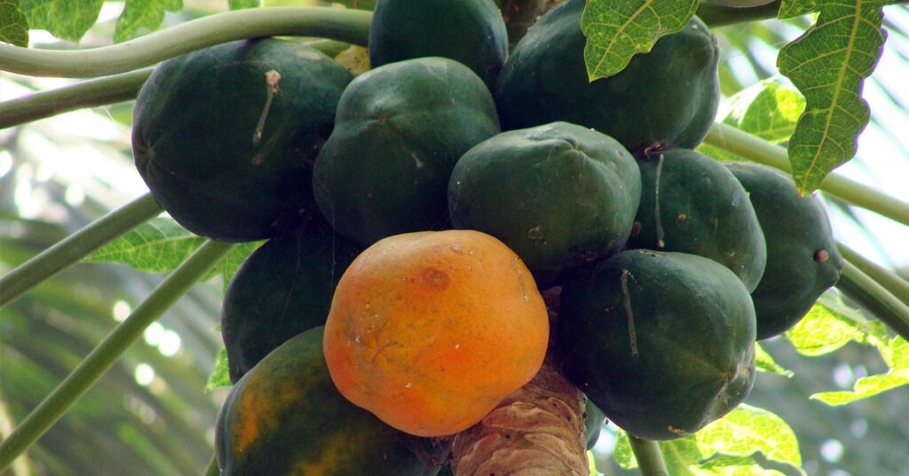 Papaya benefits in hindi, Papaya benefits For Hair, Papaya benefits For Skin