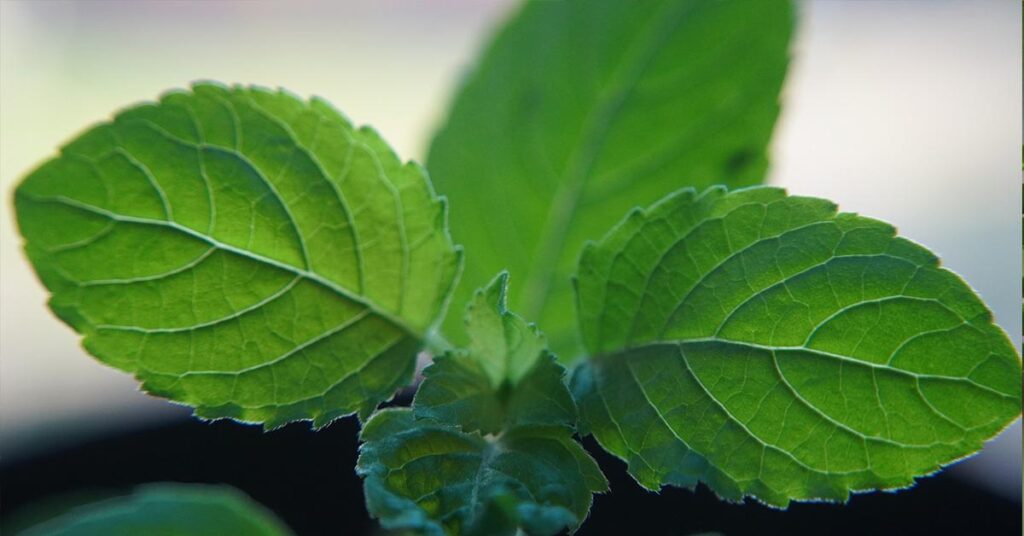 benefits of-tulsi leaves or basil leaves in hindi