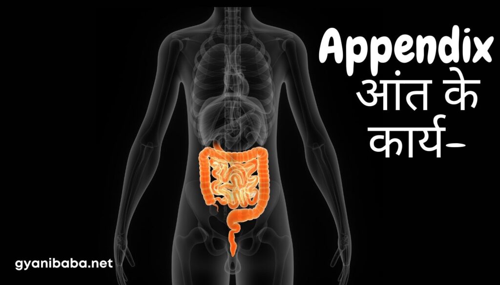 Appendix-kya-hota-hai