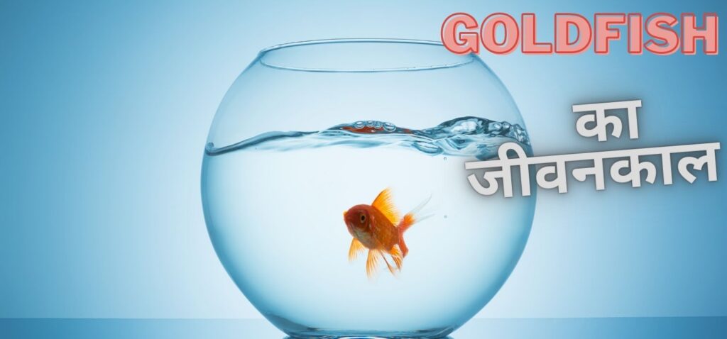 Goldfish का जीवनकाल