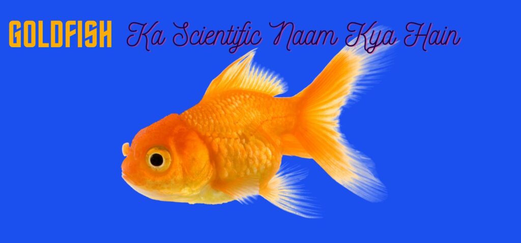 goldfish ka scientific naam Kya hai