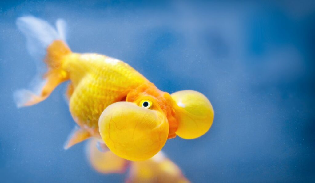 Bubble Eye goldfish