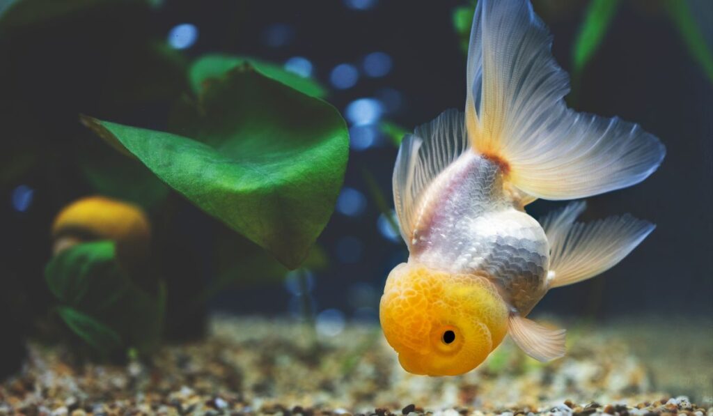  Oranda goldfish