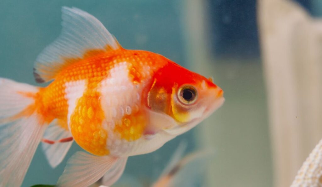  Pearlscale goldfish