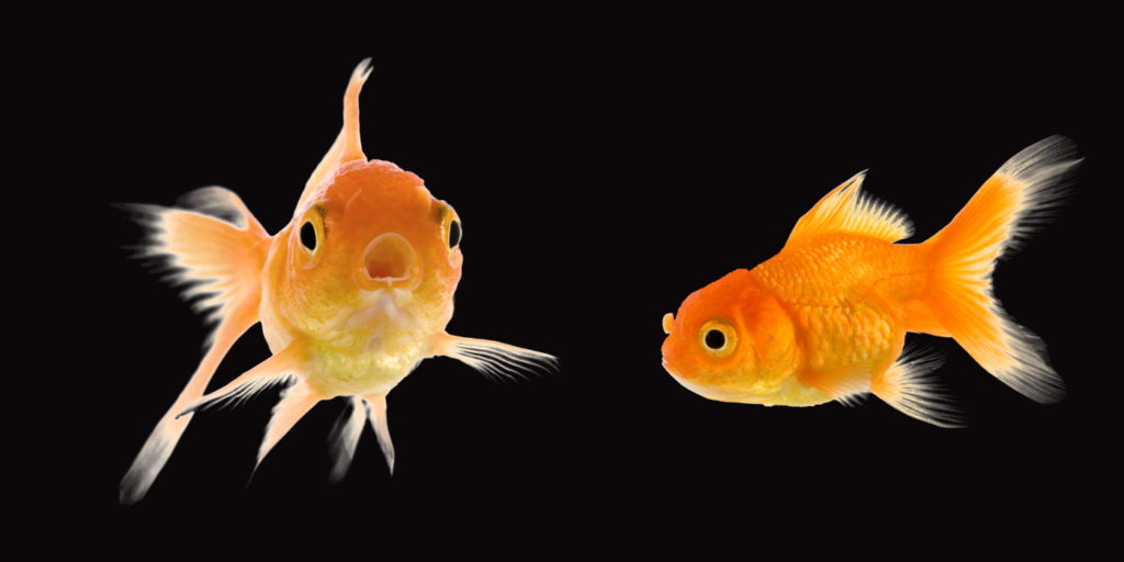Goldfish कितने प्रकार की होती हैं ? | Common Goldfish