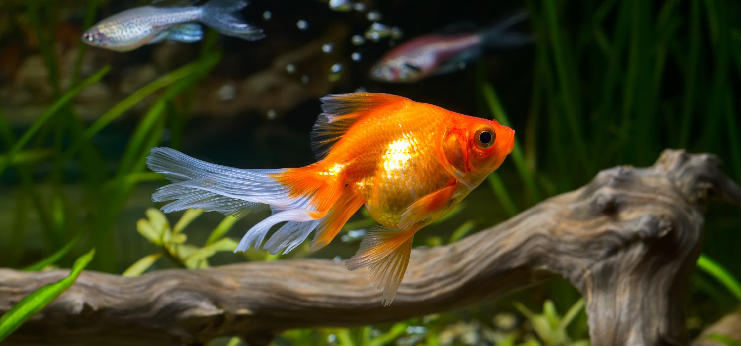 Goldfish Ka Scientific Naam Kya Hain