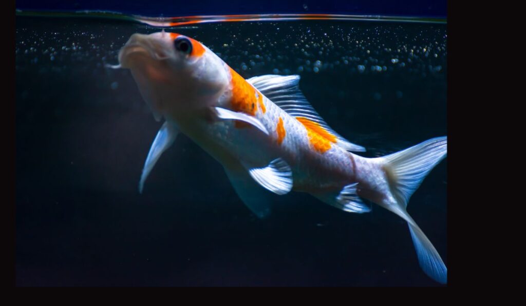 Shubunkins Goldfish 