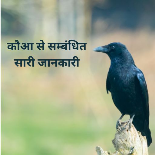crow information